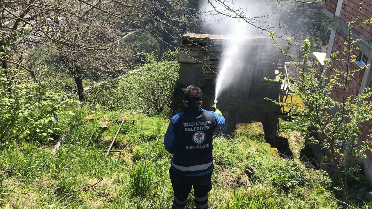 trabzonda-kokarca-ile-mucadele-suruyor