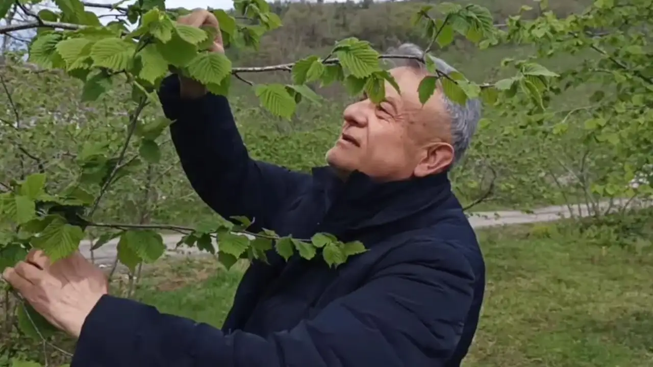 giresunda-findikta-rekolte-umut-veriyor-kokarca-endisesi-suruyor