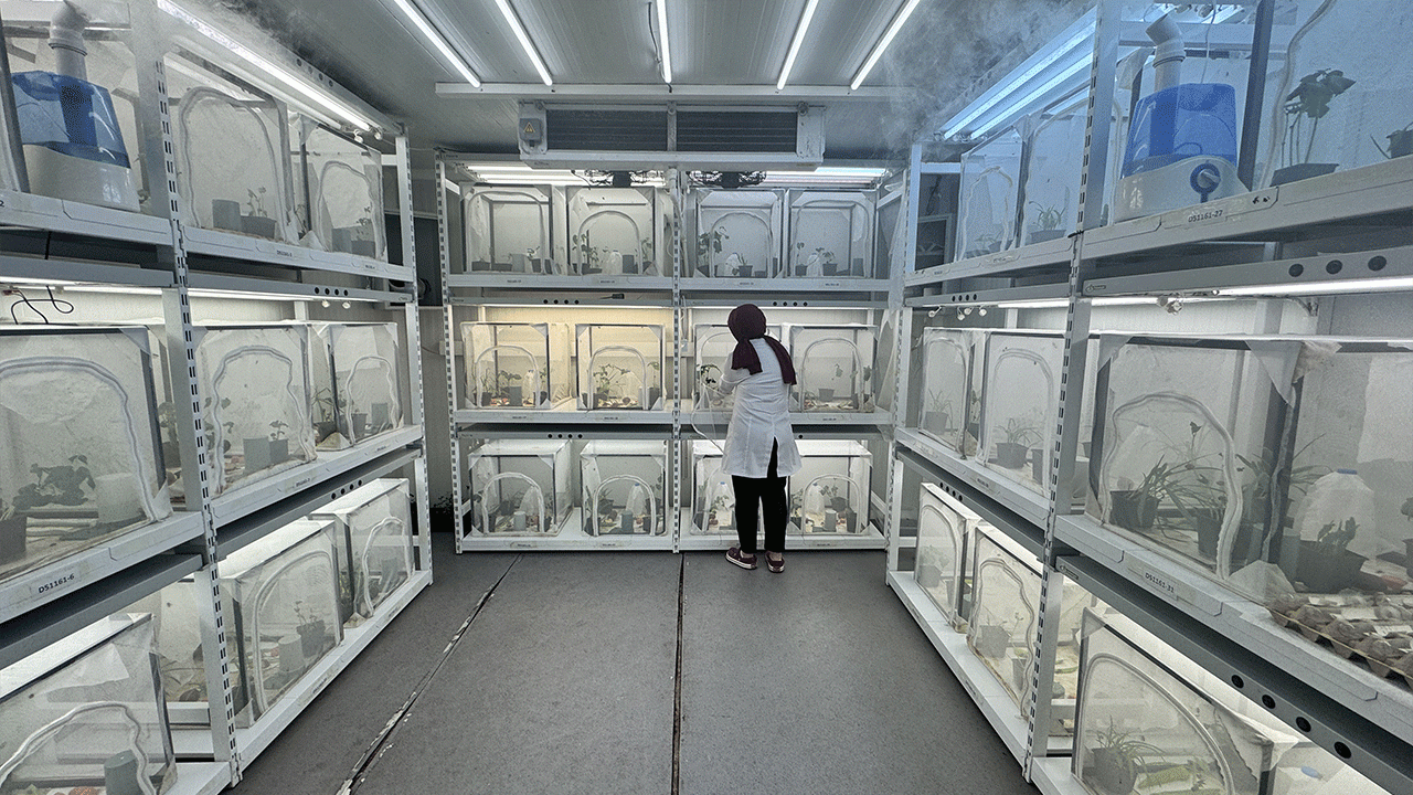 dogu-karadenizde-laboratuvarda-uretiliyor-dogaya-salinacak