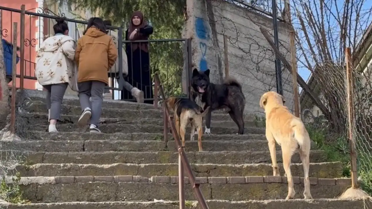 orduda-basibos-kopek-sorunu-vatandas-kalici-cozum-istiyor