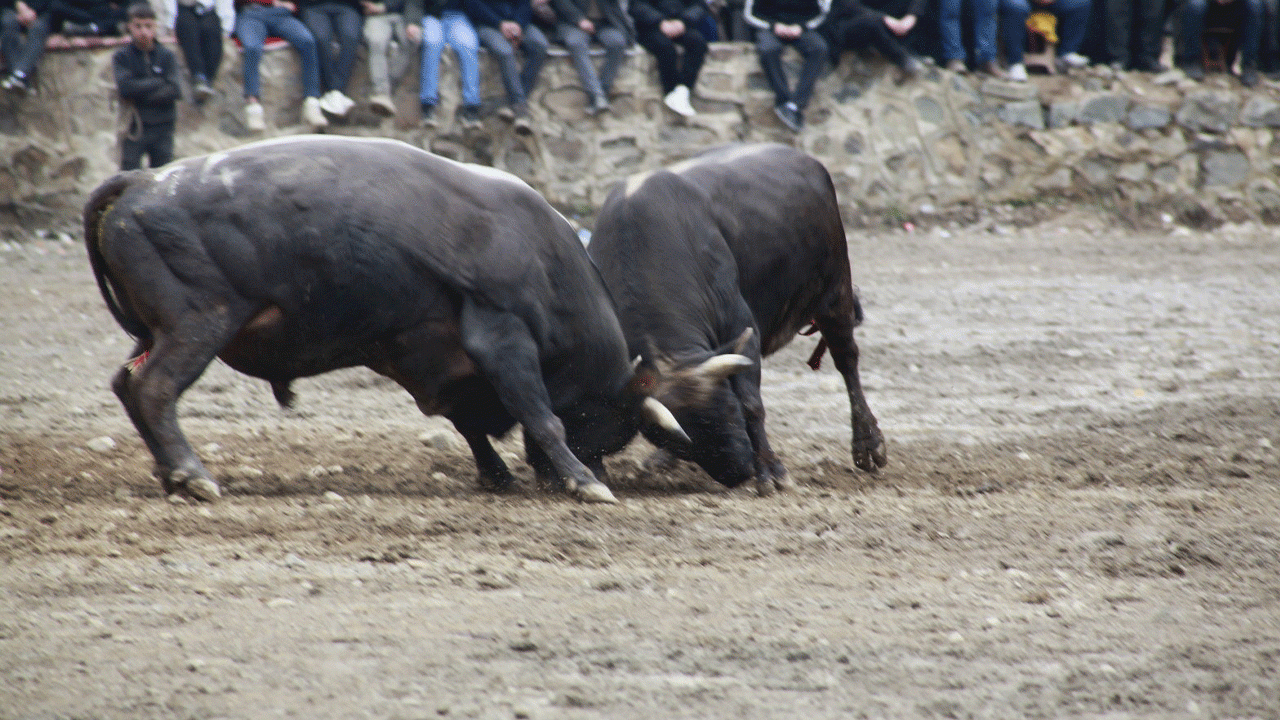 artvinde-boga-guresleri-sezonu-sarigolde-acildi