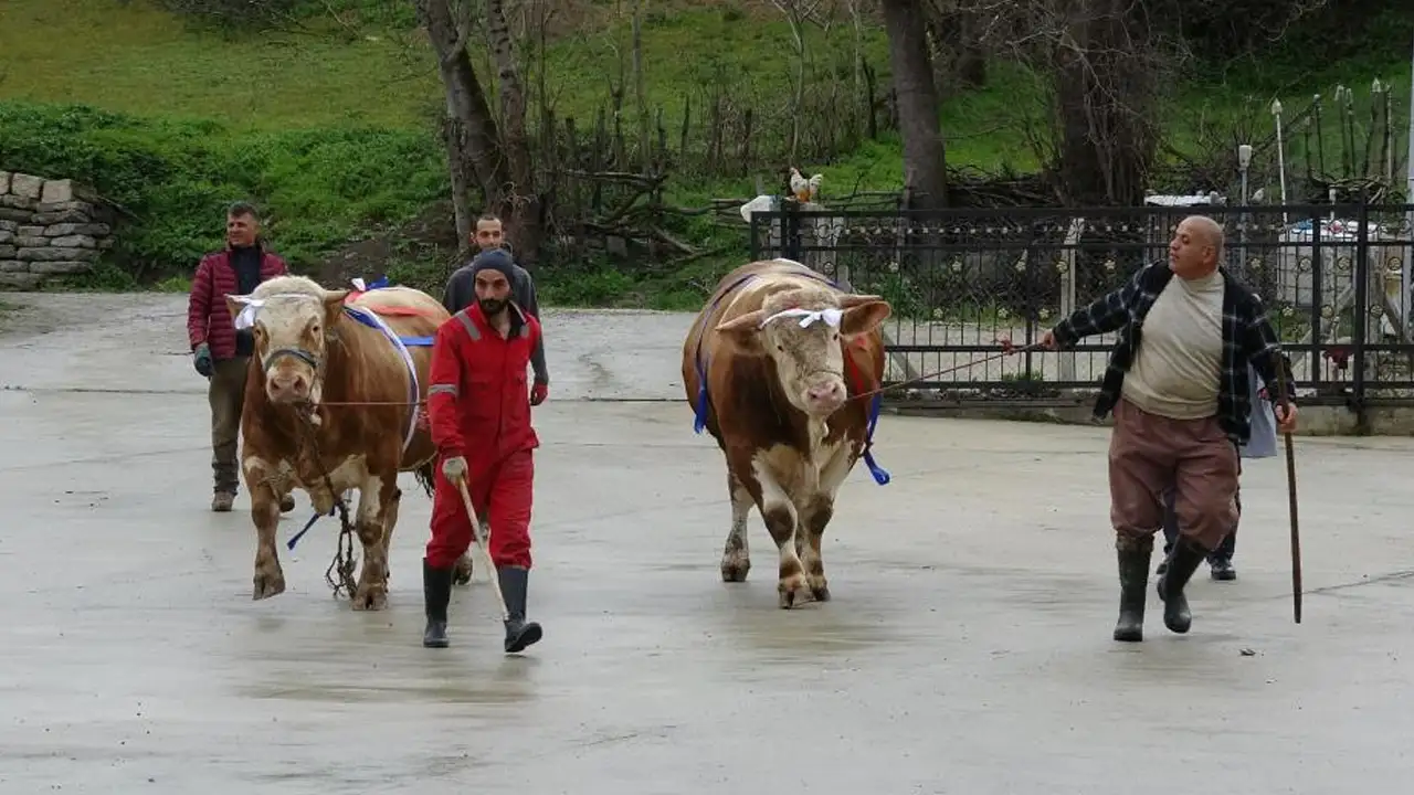 dev-tosuna-umre-promosyonu-poyraz-ve-pasa-gorucude