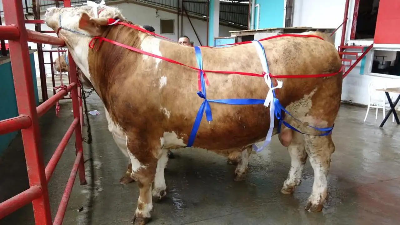 dev-tosuna-umre-promosyonu-poyraz-ve-pasa-gorucude