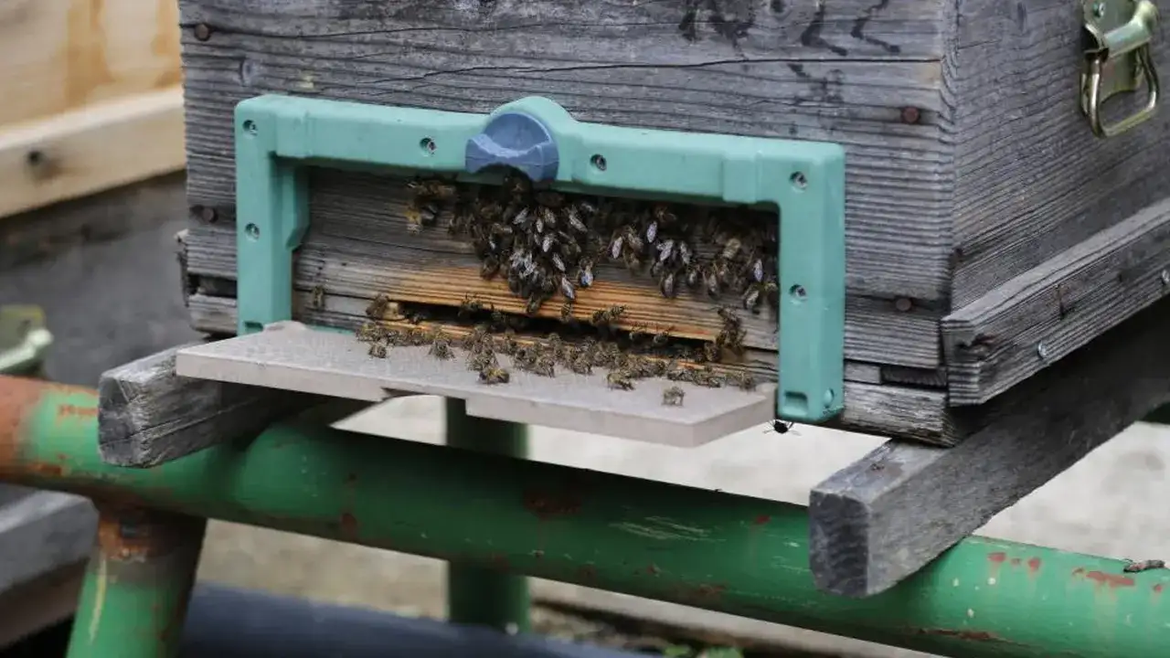 dogu-karadenizde-arilar-tehlikede-verim-yuzde-50-dusebilir