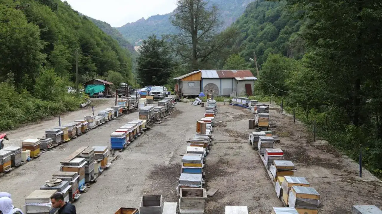 dogu-karadenizde-arilar-tehlikede-verim-yuzde-50-dusebilir