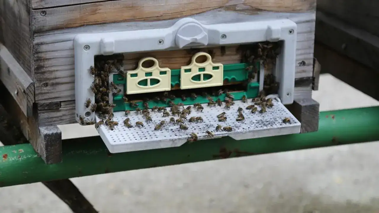 dogu-karadenizde-arilar-tehlikede-verim-yuzde-50-dusebilir