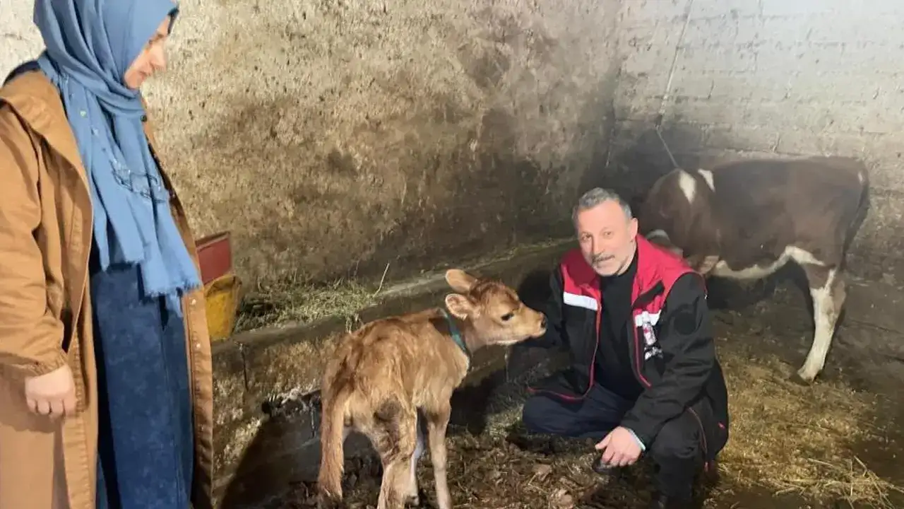 trabzonda-hayvancilik-atagi-jersey-projesi-sonuc-veriyor