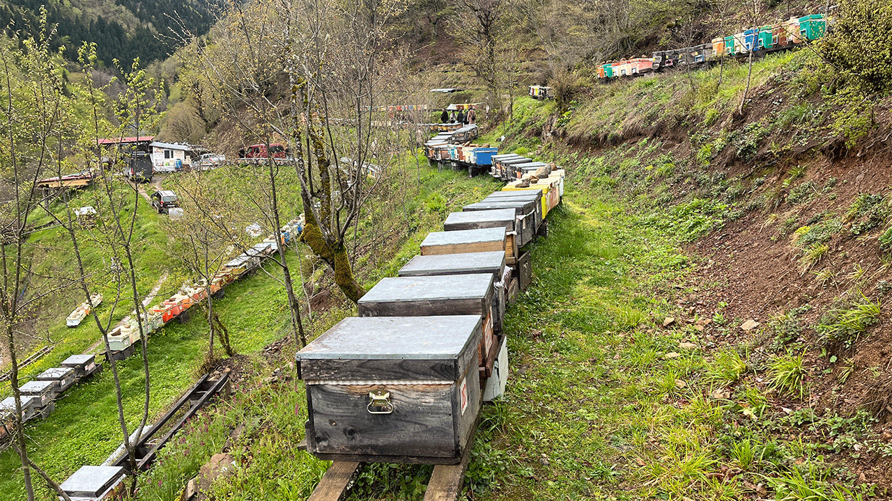 uzmanlar-acikladi-bal-uretimi-yuzde-50-dusebilir