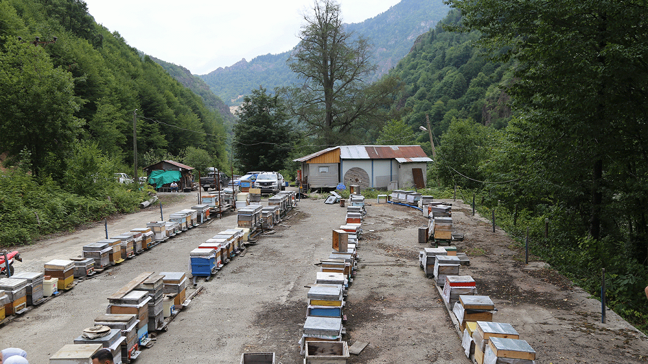 uzmanlar-acikladi-bal-uretimi-yuzde-50-dusebilir