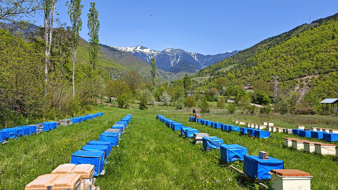 uzmanlar-acikladi-bal-uretimi-yuzde-50-dusebilir