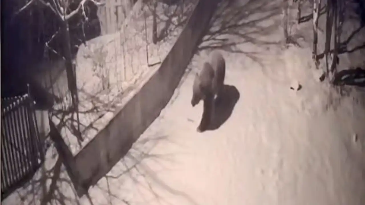 artvinde-ac-kalan-ayilar-koylere-indi