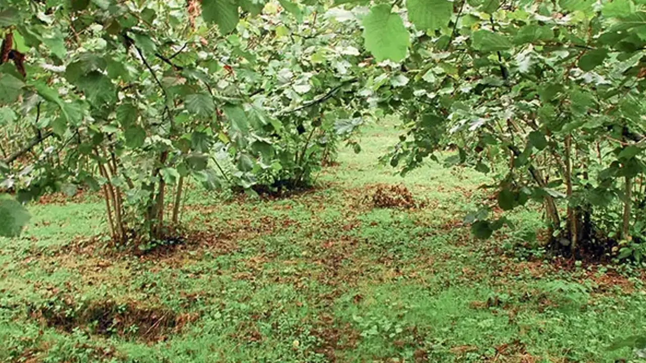 findikta-asil-tehlikeyi-uzmani-soyledi-sorun-kokarca-degil