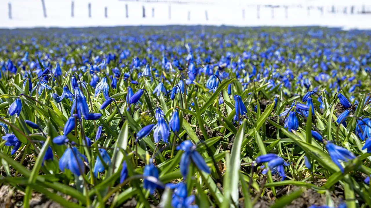 kadiralak-yaylasinda-mavi-yildizlar-bu-yil-kar-altinda-kaldi