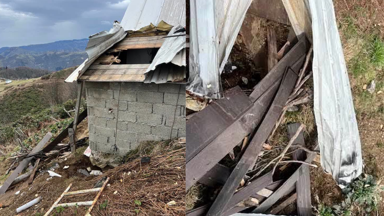 salpazarinda-yayla-evlerini-ayilar-talan-etti