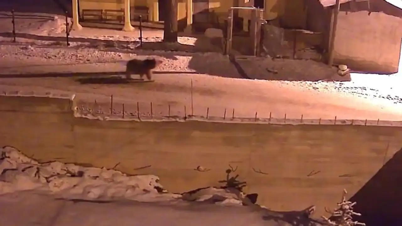 bayburtta-ac-kalan-ayilar-koylere-indi