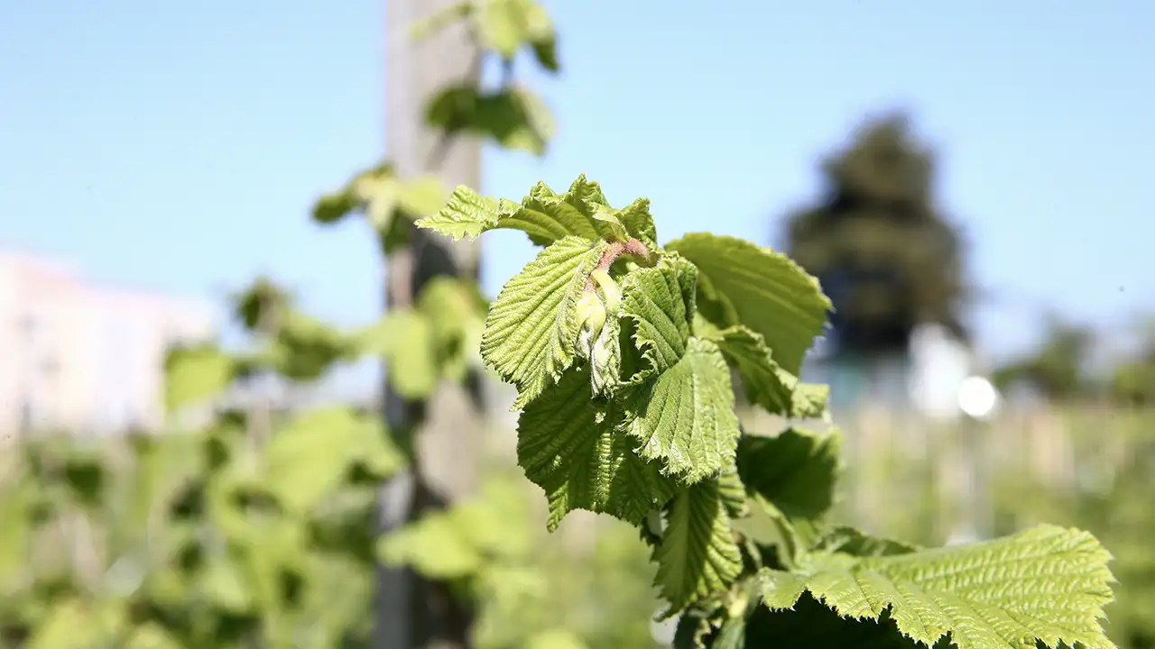 trabzonda-findik-mesaisi-basladi-uzmanindan-uyarilar-geldi