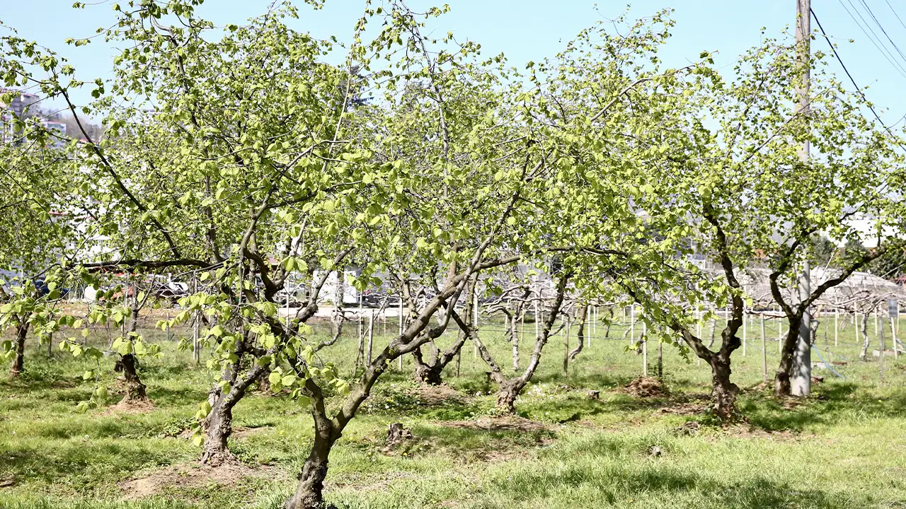 trabzonda-findik-mesaisi-basladi-uzmanindan-uyarilar-geldi