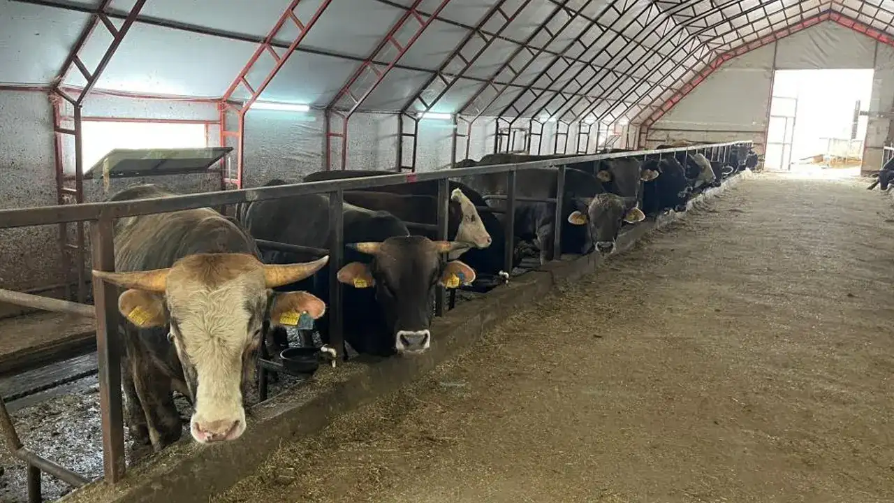 artvinde-besiciler-zor-durumda-maliyet-artti-satis-dustu