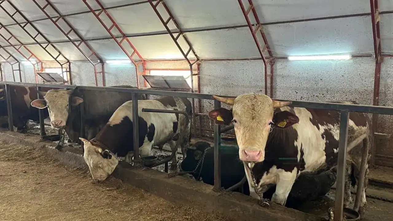 artvinde-besiciler-zor-durumda-maliyet-artti-satis-dustu