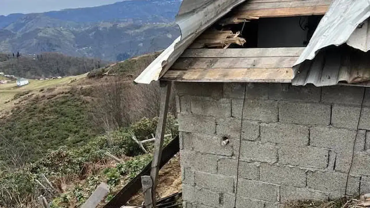 trabzonda-ayi-panigi-evleri-talan-etti