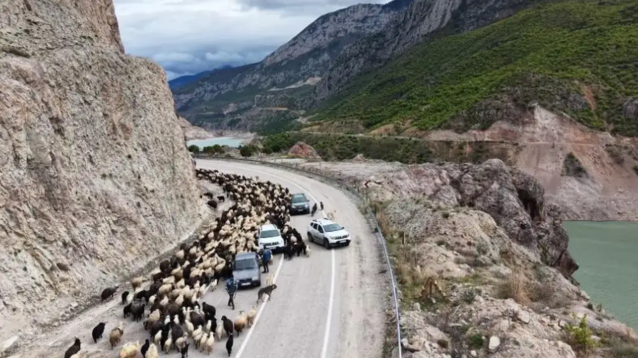 artvinde-yayla-gocu-basladi-suruler-yollara-indi