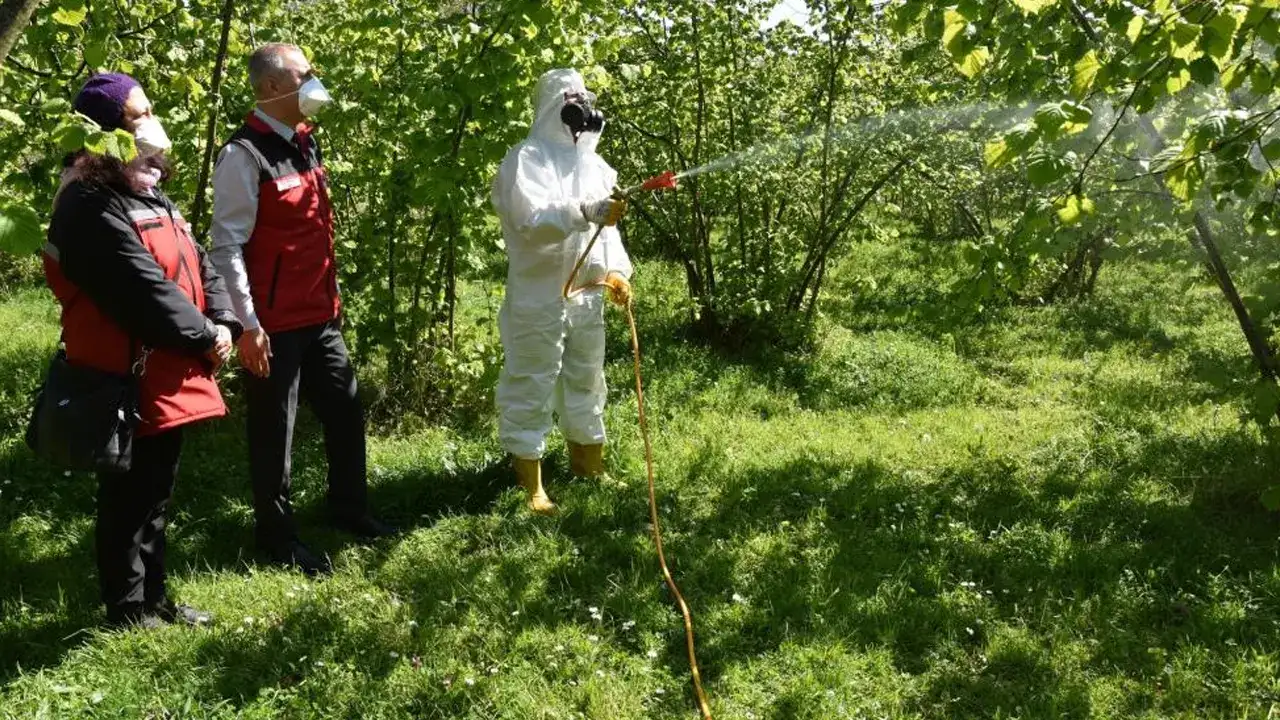 findikta-kritik-mucadele-basladi-kullenme-ve-akar-tehlikesi