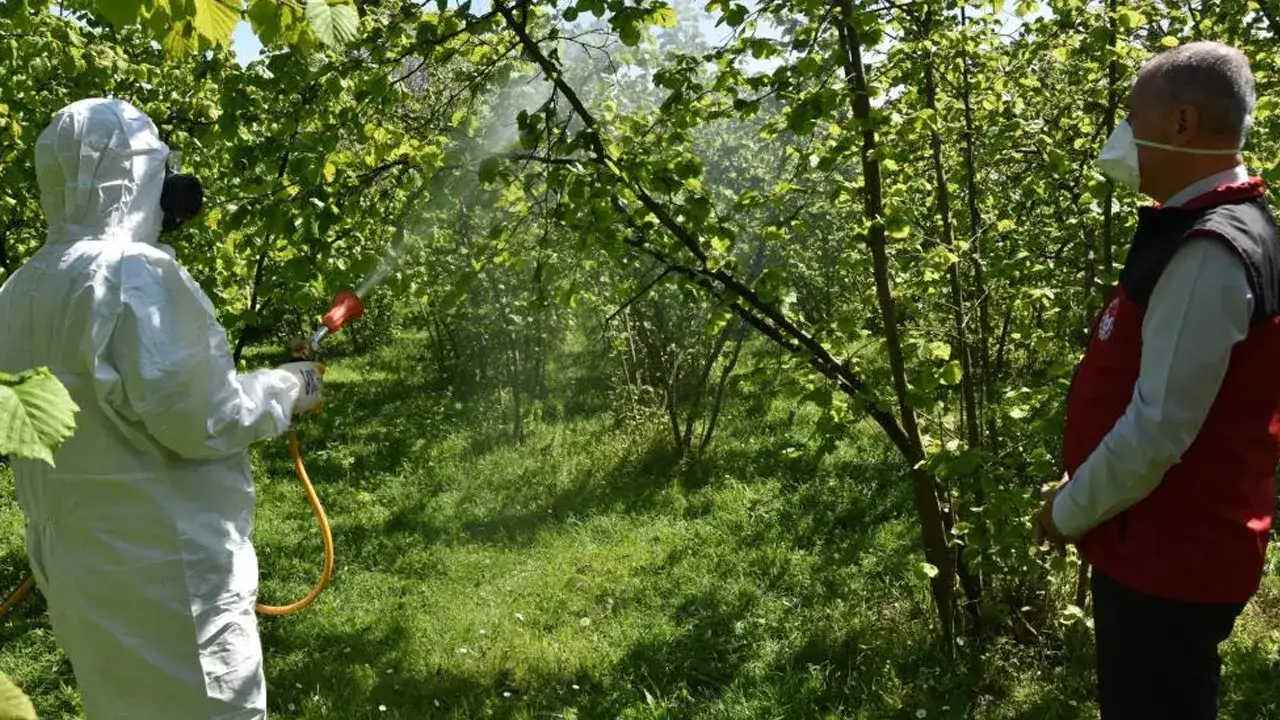 findikta-kritik-mucadele-basladi-kullenme-ve-akar-tehlikesi