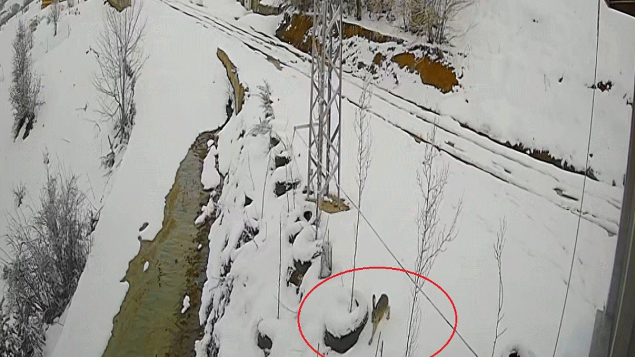 bayburtta-nefes-kesen-kovalamaca-tavsanin-kurdu-atlattigi-anlar-kamerada