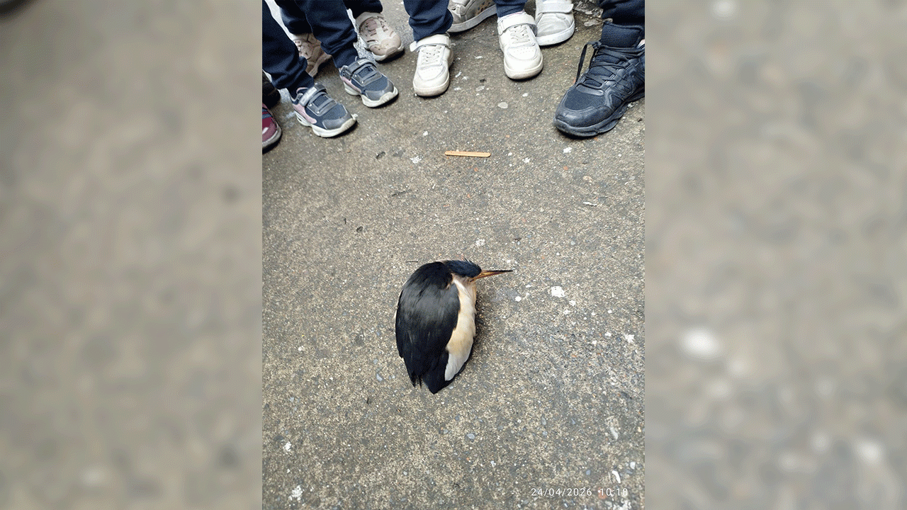 trabzonda-ogrenciler-nesli-tukenmekte-olan-balaban-kusunu-kurtardi