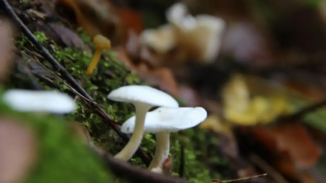 kahverengi-kokarcaya-karsi-yeni-umut-yerli-biyolojik-ilac-gelistiriliyor