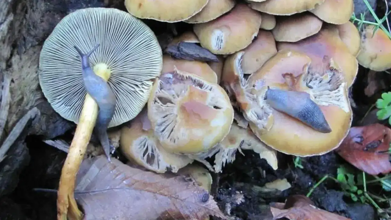 kahverengi-kokarcaya-karsi-yeni-umut-yerli-biyolojik-ilac-gelistiriliyor