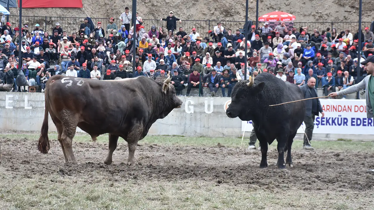 yusufeli-boga-guresleri-turkiyenin-dort-yanindan-ilgi-gordu