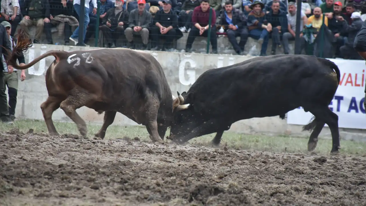 yusufeli-boga-guresleri-turkiyenin-dort-yanindan-ilgi-gordu