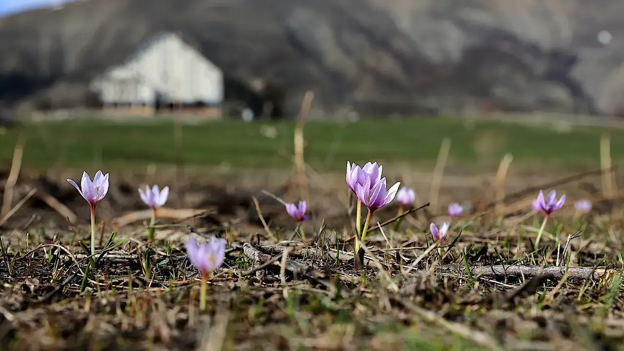 bayburtta-cigdemler-dogayi-renklendirdi