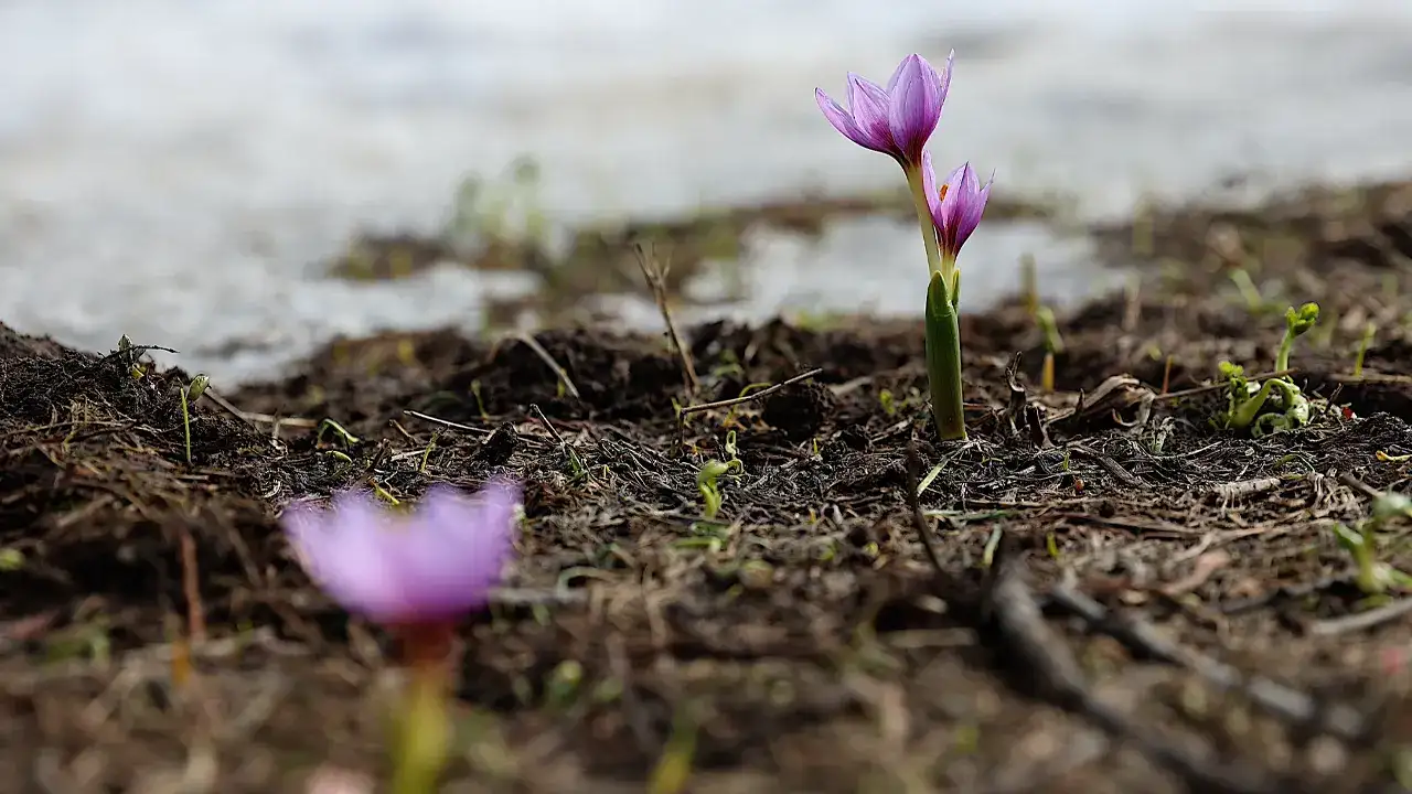 bayburtta-cigdemler-dogayi-renklendirdi