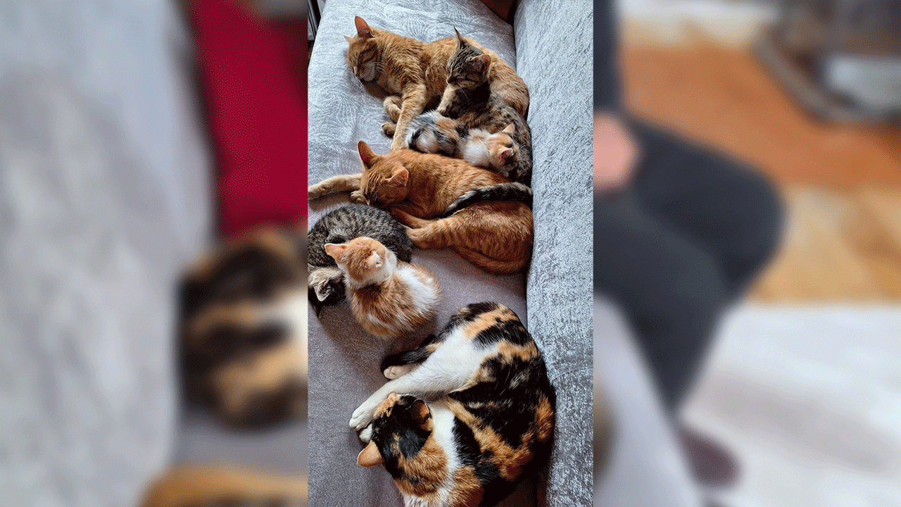 sokak-kedilerine-evinin-kapisini-acti-onlara-yuva-oldu