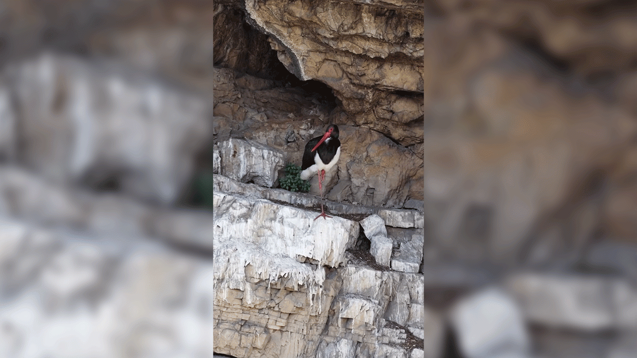 artvinde-kara-leylek-goruntulendi