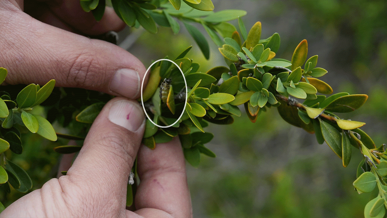 artvinde-simsir-guvesine-karsi-biyolojik-mucadele-suruyor