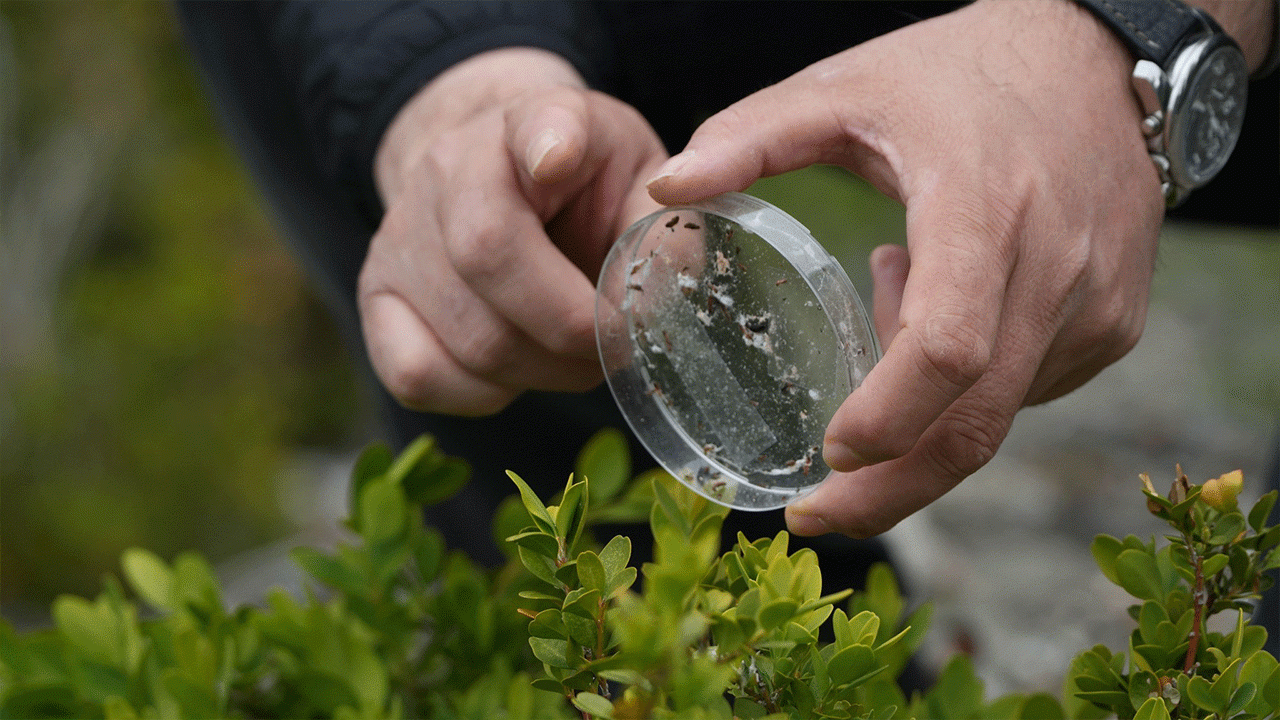 artvinde-simsir-guvesine-karsi-biyolojik-mucadele-suruyor