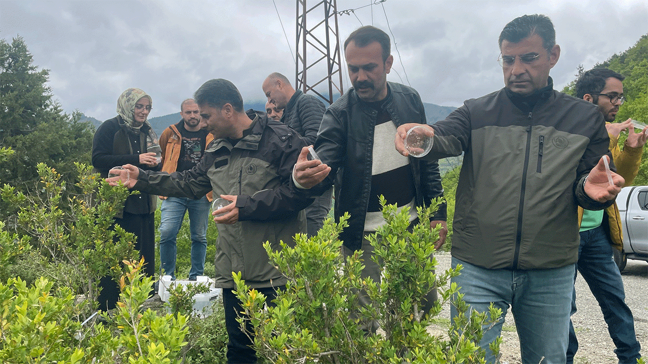 artvinde-simsir-guvesine-karsi-biyolojik-mucadele-suruyor