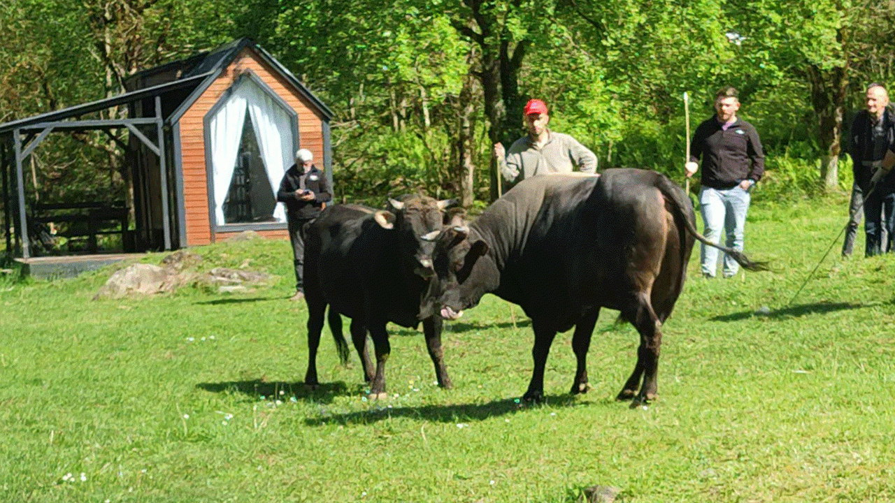 rizede-bogalar-arenaya-hazirlaniyor-antrenmanlar-basladi