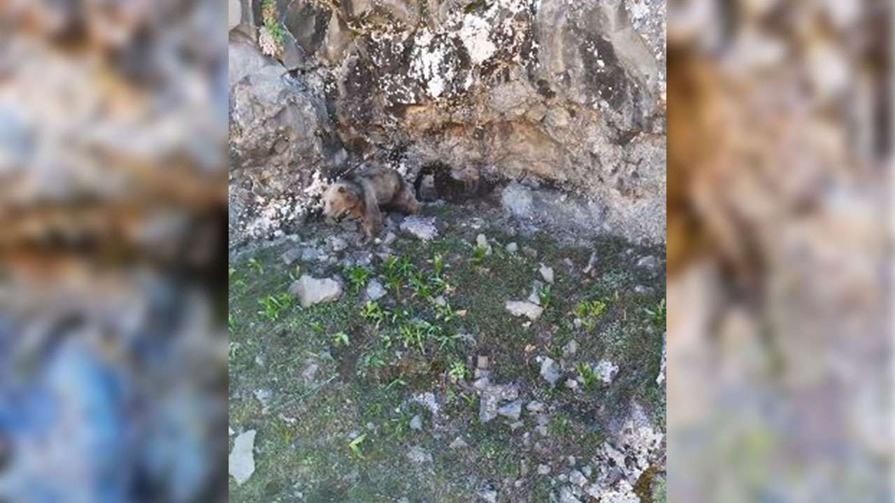 bolgemizde-anne-ayi-ve-yavrulari-inlerinde-goruntulendi