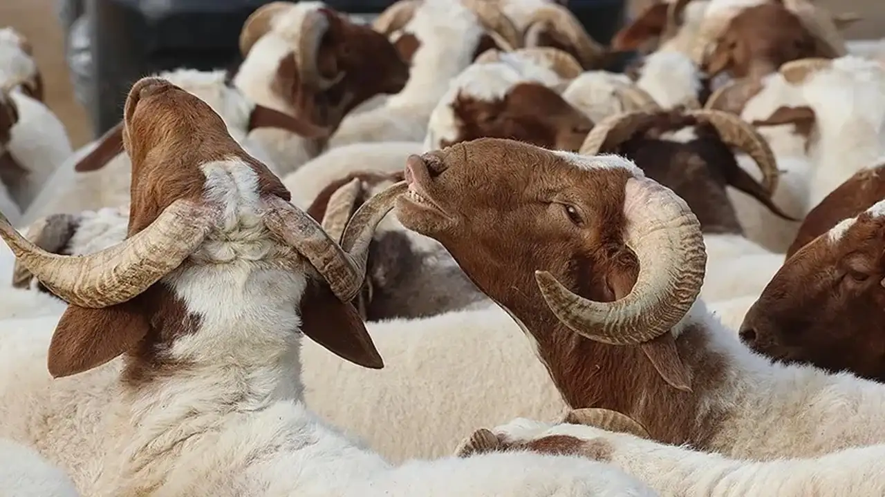 kurban-fiyatlari-2026-bu-yil-koyun-keci-kucukbas-dana-buyukbas-kurbanlik-fiyatlari-ne-kadar-kac-tl