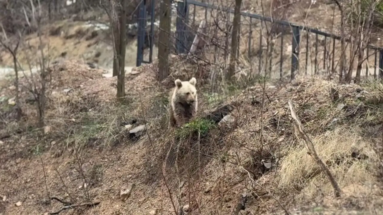 gumushanede-koye-inen-ayilar-vatandaslari-tedirgin-etti