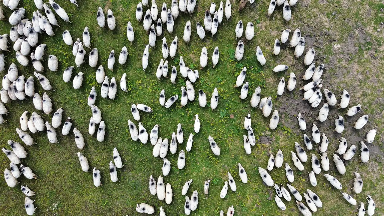 kizilirmak-deltasinda-asirlik-yayla-gocu-suruyor