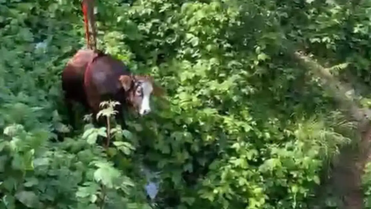 rizede-dere-yatagina-yuvarlanan-kurbanlik-inek-vincle-kurtarildi