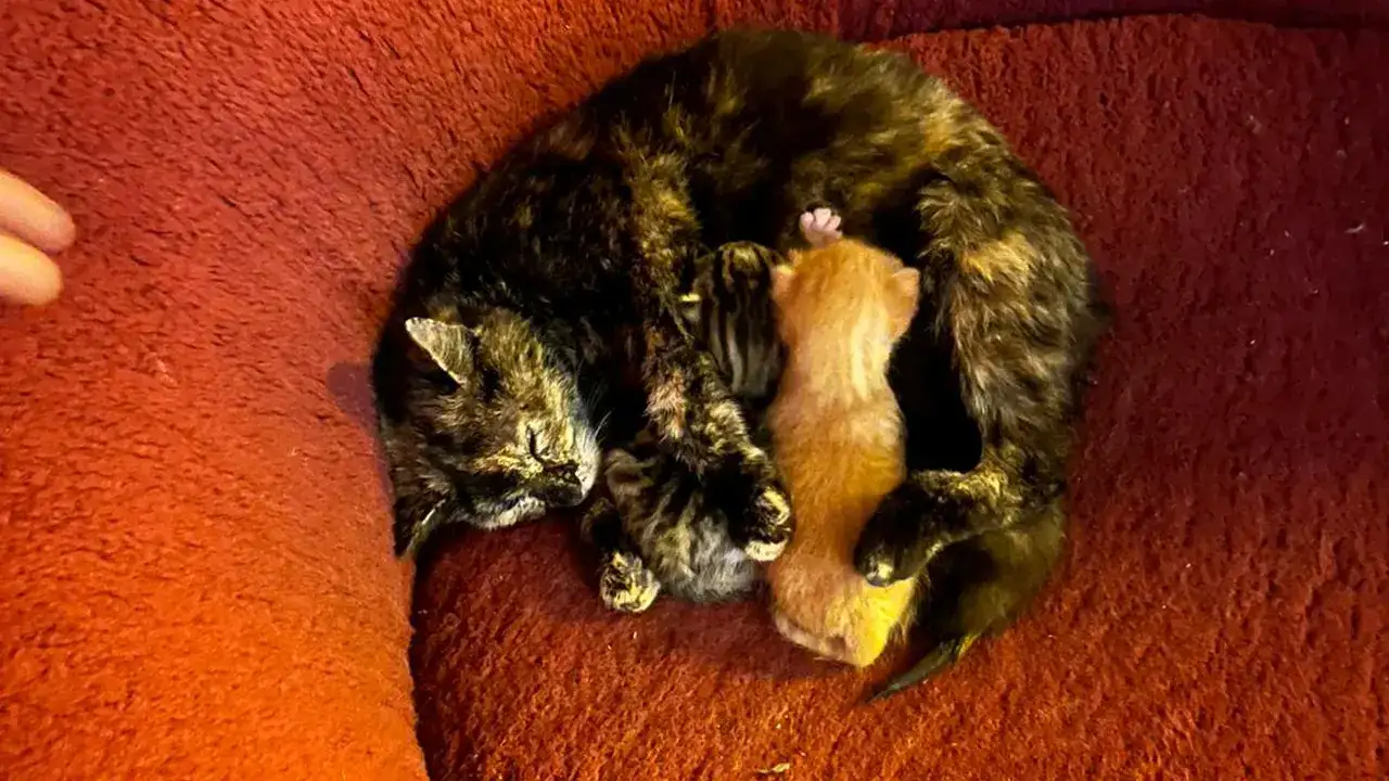dereye-dusen-kedi