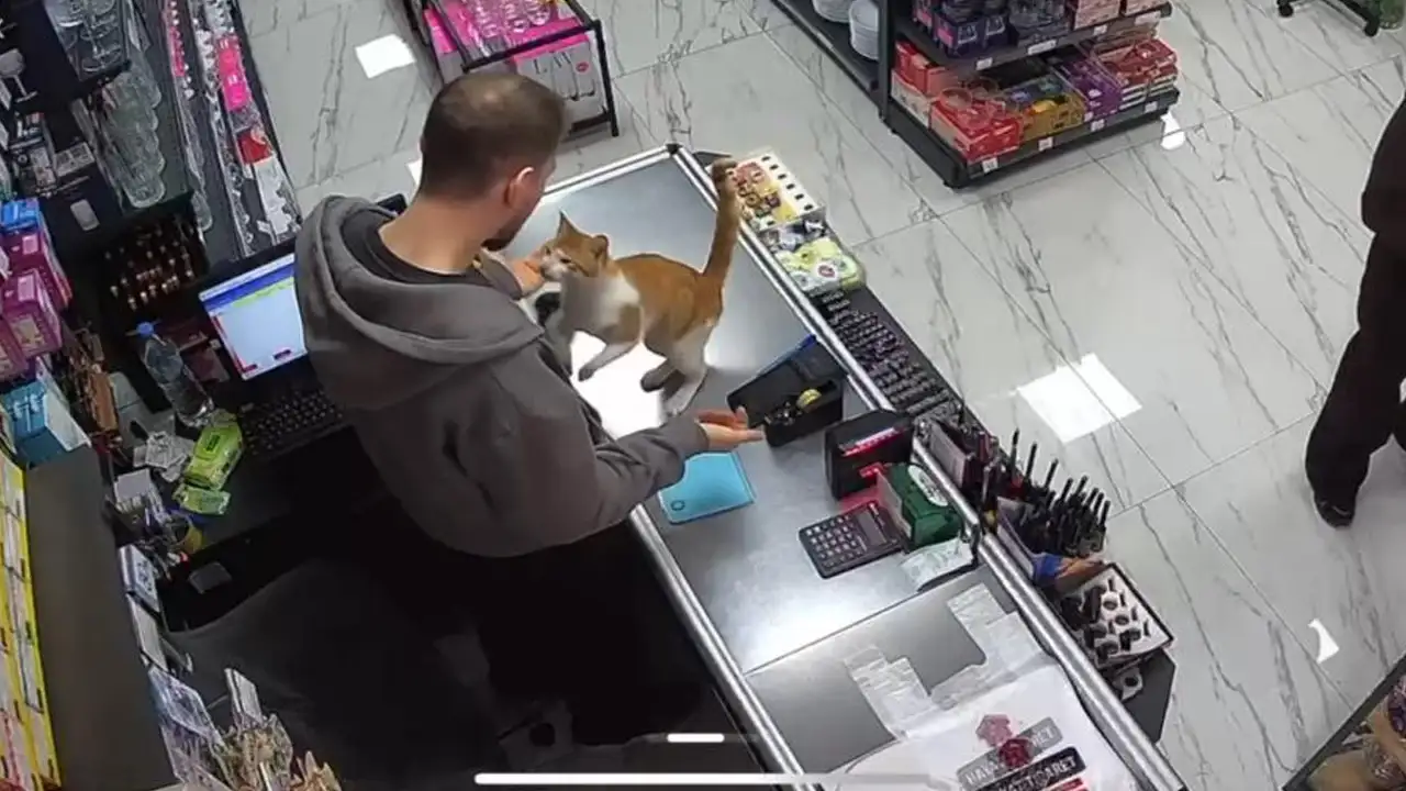 rizede-gorenleri-gulumseten-dostluk-kedi-her-gun-sahibine-sarilmaya-geliyor