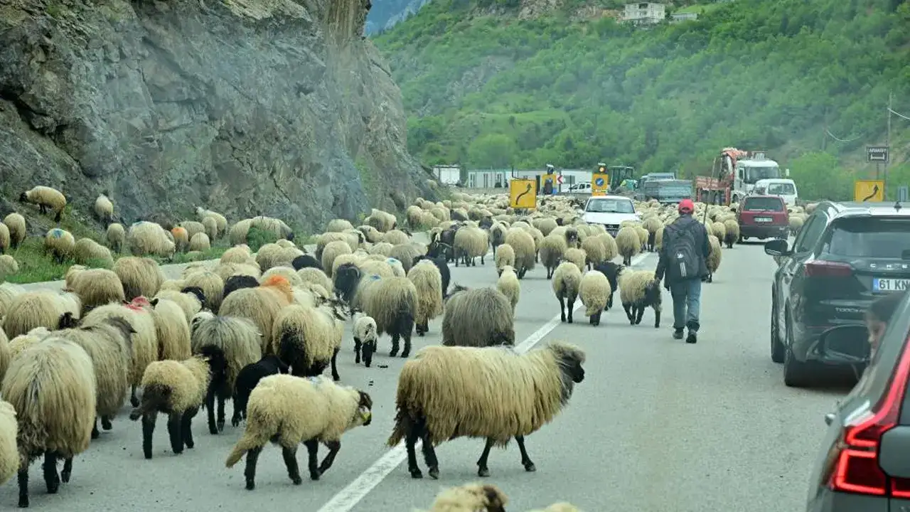 gumushanede-yayla-gocu-basladi-koyun-suruleri-yollara-dustu