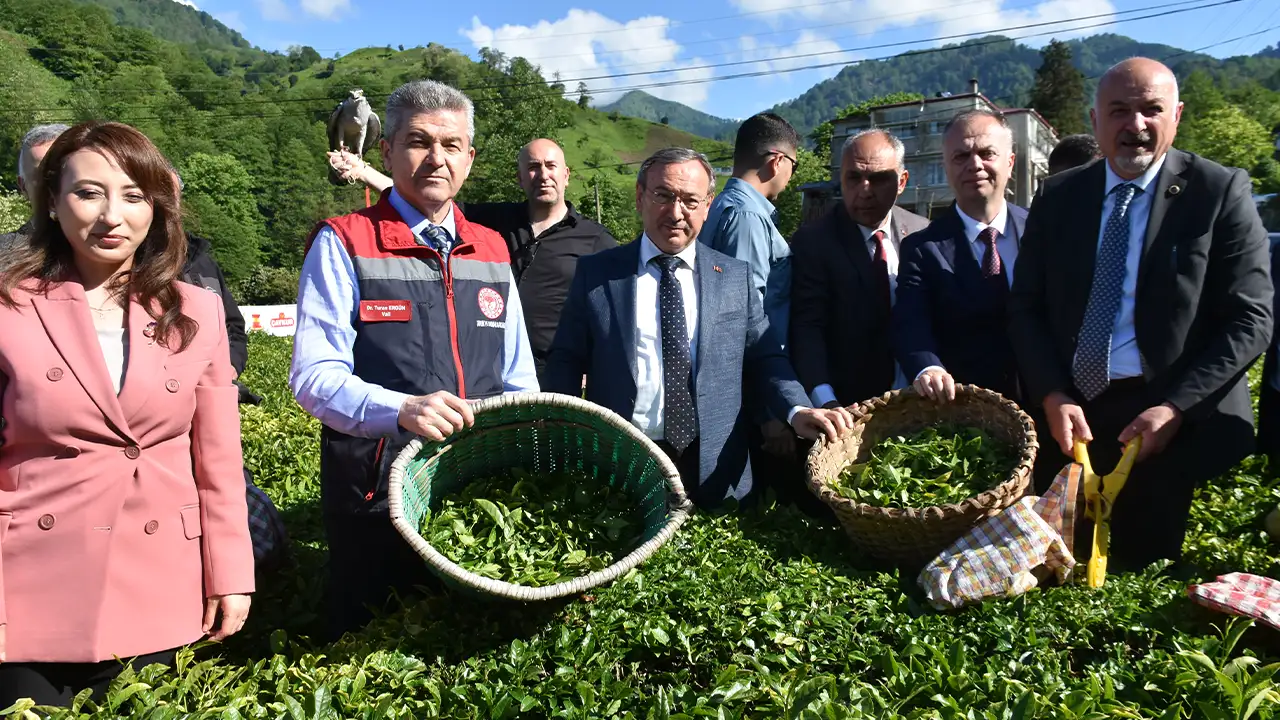artvinde-geleneksel-cay-hasadi-etkinligi-duzenlendi